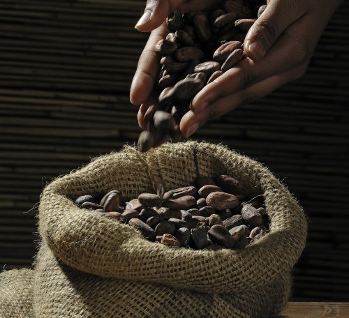 cocoa-beans-499970_1920
